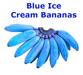 Blue Ice Cream bananas are real